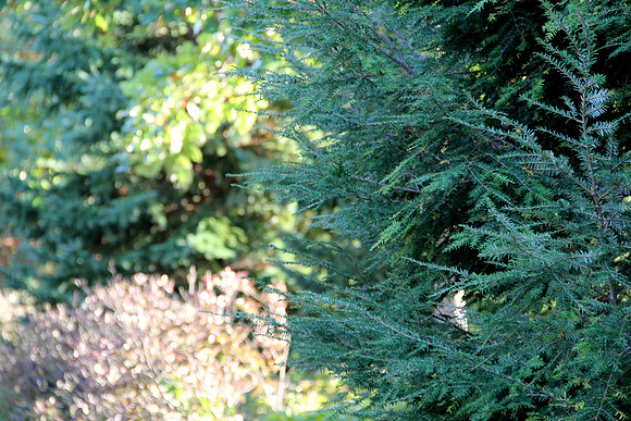 Pine Tree