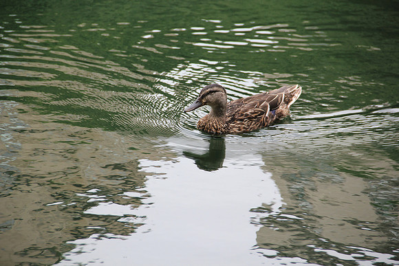 Swimming duck