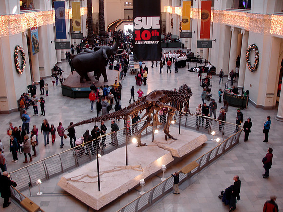 Sue at Chicago Field Museum