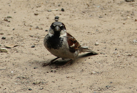 Bird & Sand